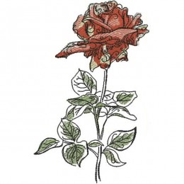 Поздравительная роза