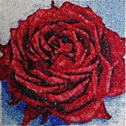 Красная роза раскрытая