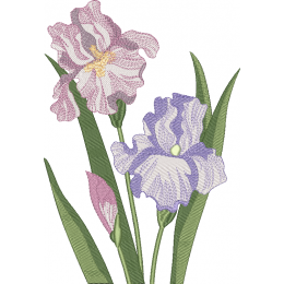 Цветы Ирисы 