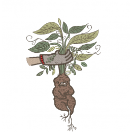 корень Мандрагоры 