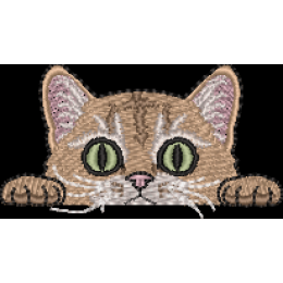 кот котик выглядывает 