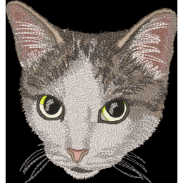 Мордочка кошечки домашней 