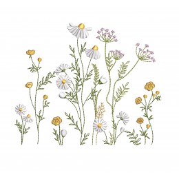 Ромашки полевые