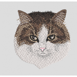 Кот домашний