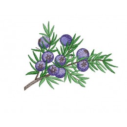 Можжевельник