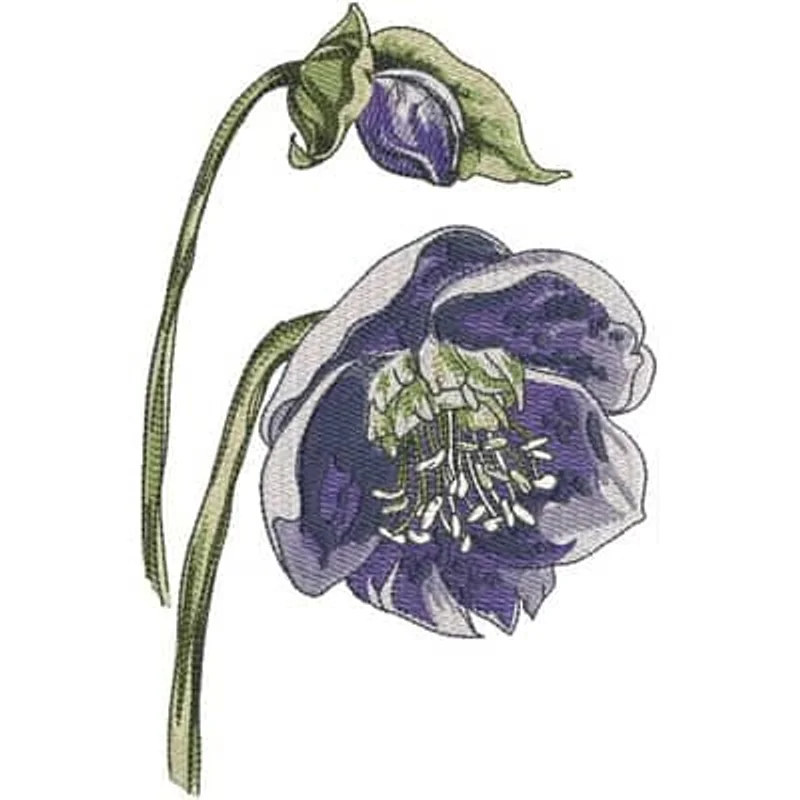 Весенний морозник