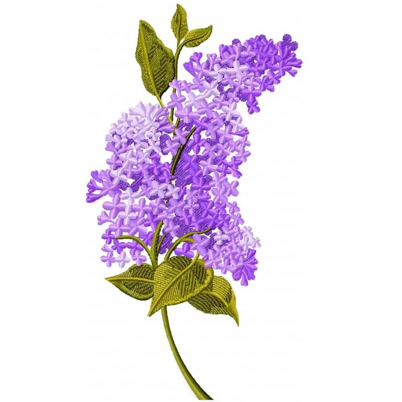 Ветка Сирени